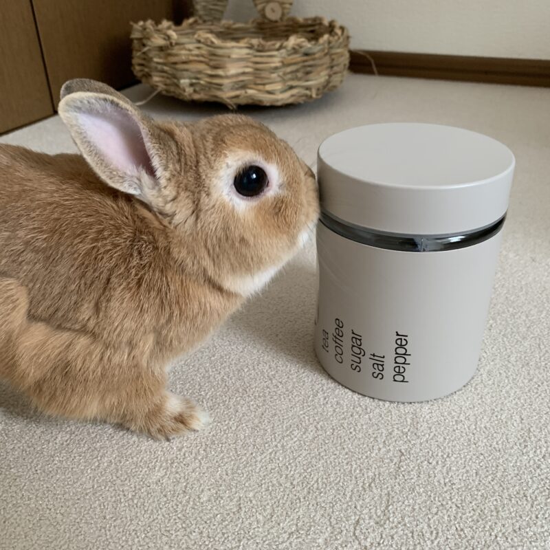 うさぎとガラスキャニスター(モカ)