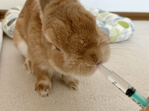グビグビ