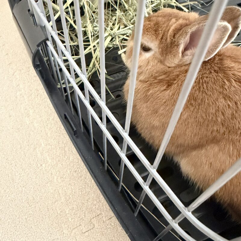 隙間横