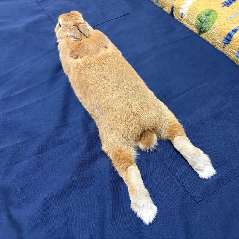 うさぎとエプロン上01