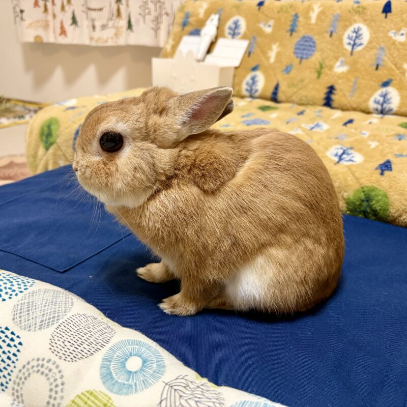 うさぎとエプロン上02